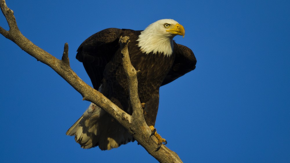 03-29-23baldeagle0002.jpg