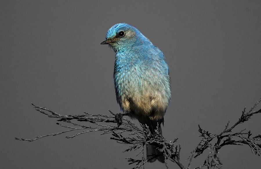 bluebirdthumbnail2tonebrightbird.jpg