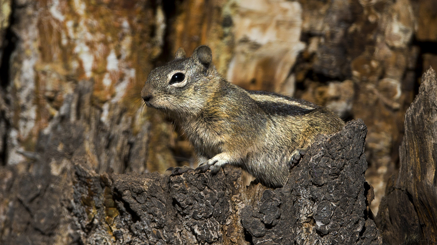 04-05-21squirrelthumbnail900.jpg