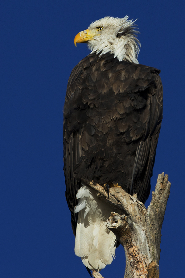 baldeaglebadhairday.jpg