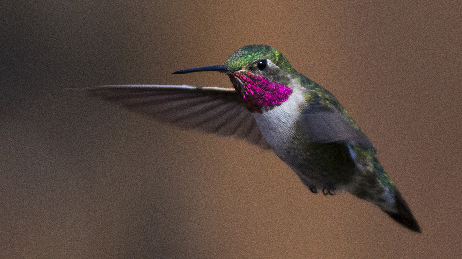 firsthummingbird2024.jpg